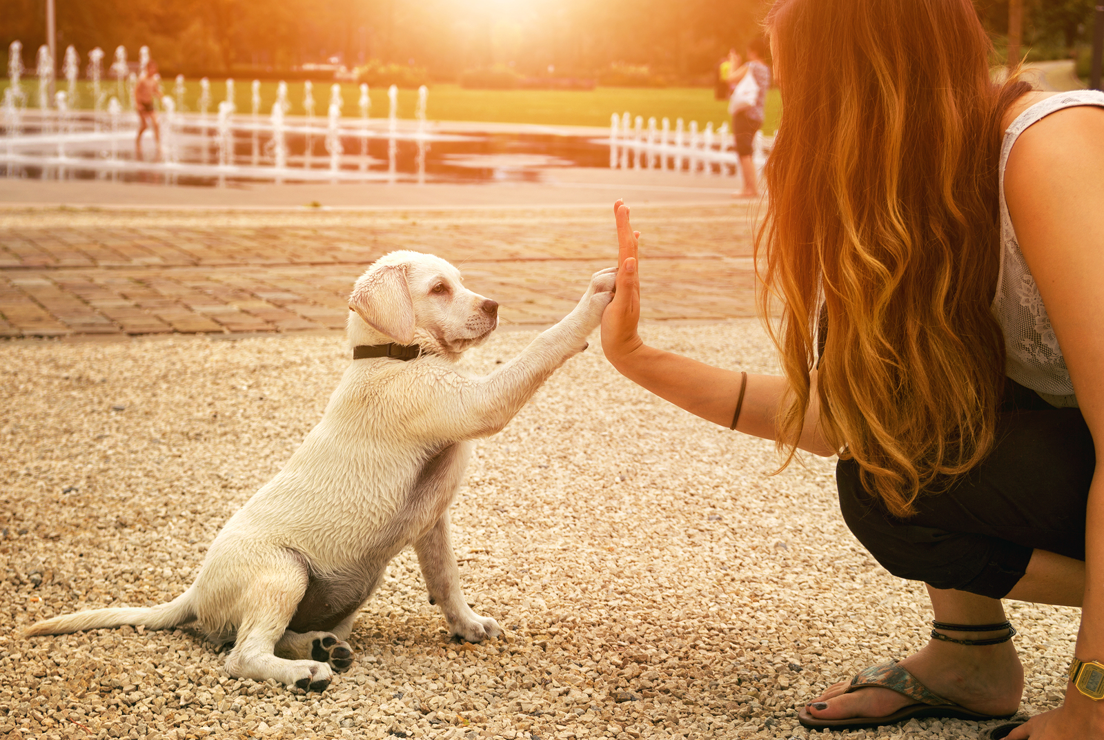 systeme-dalarme-et-protection-animaux